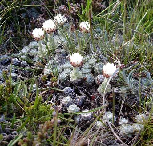 Helichrysum milfordiae in the grass
